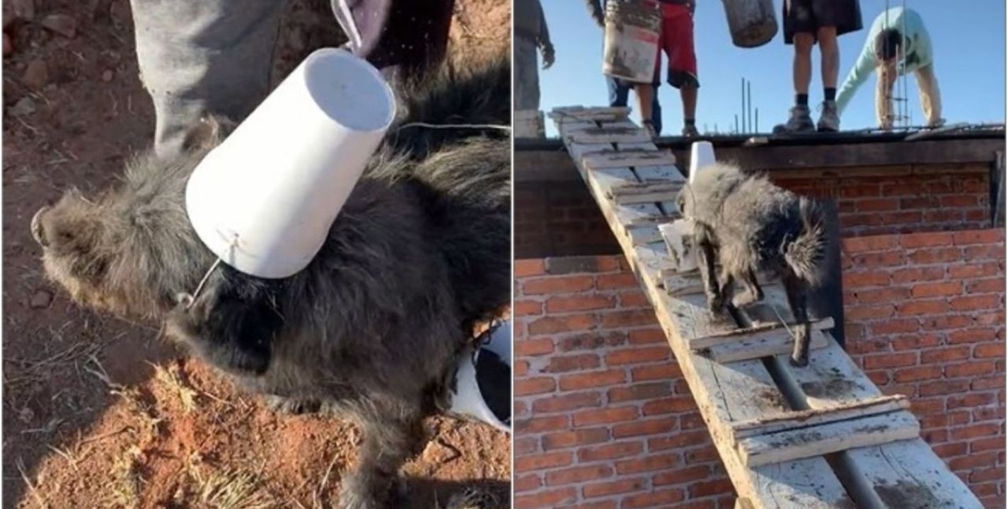 Perro Alba Il Se Hace Viral En Tiktok Por Ayudar A Trabajadores Durante Obra De Construcci N